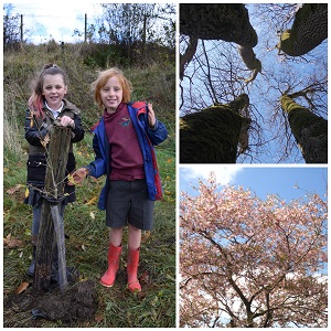Tree Whisperers project at Shap