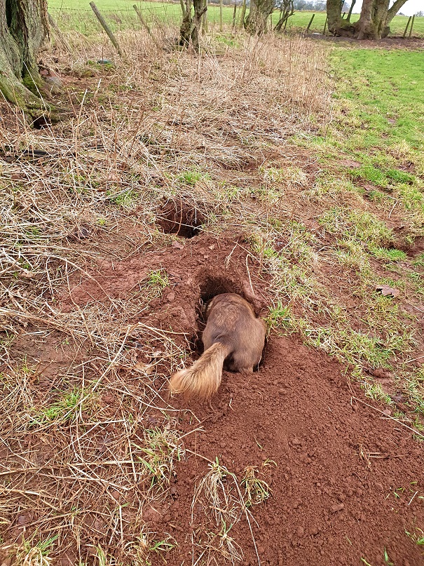 Mushka excavating rabbit holes