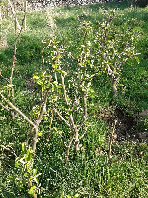 Apple tree nursery