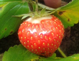 Hapil strawberry