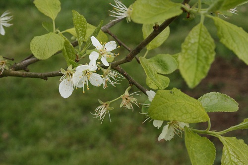 Damson blossom