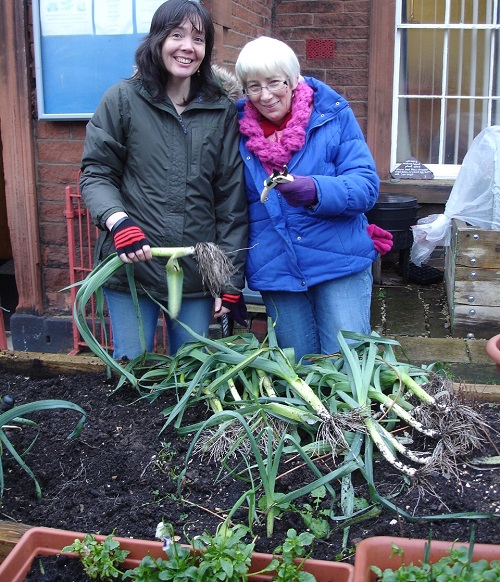 Harvesting the leeks at the Salvation Army, Penrith