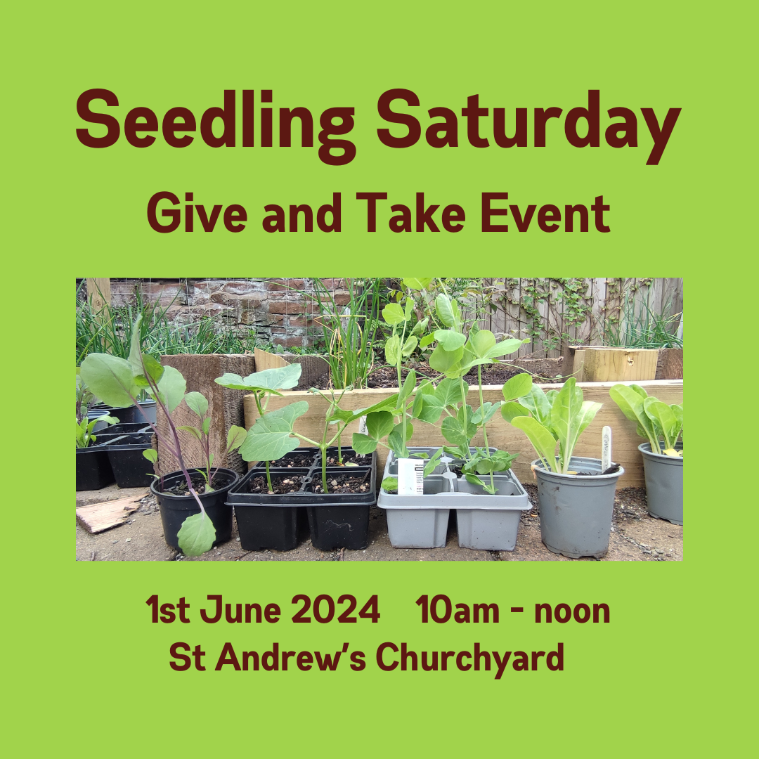 Seedling Saturday 2024